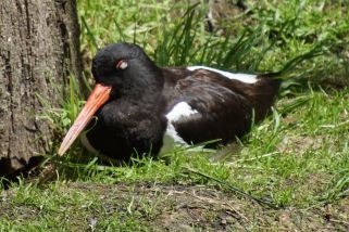 Haematopus ostralegus - Austernfischer